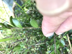 Melicytus orarius