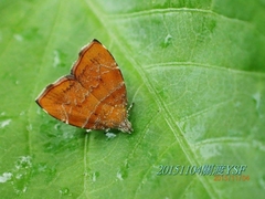 Choreutis achyrodes