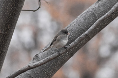 Junco hyemalis cismontanus