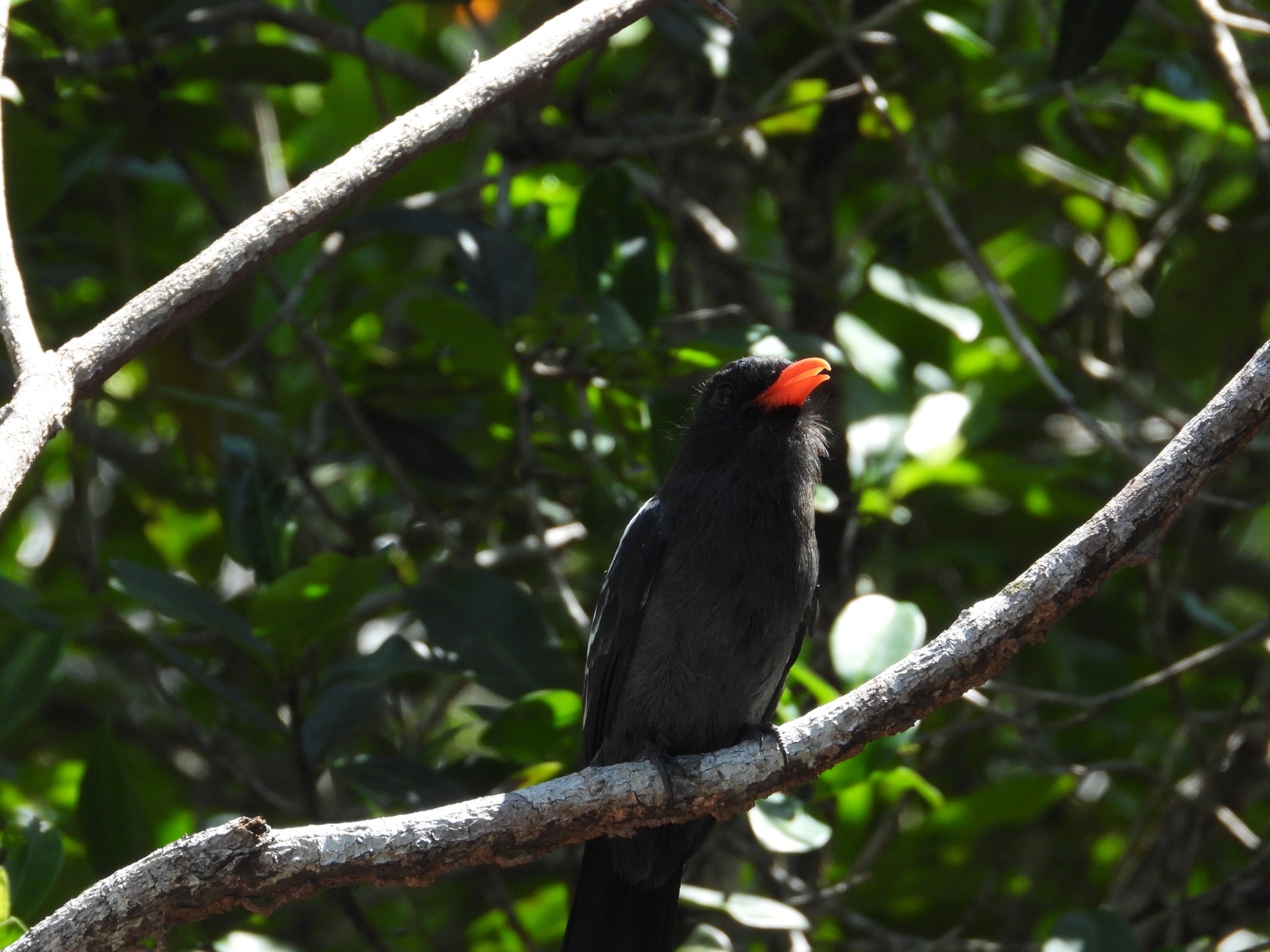 Black Nunbird (Monasa atra), photo 9