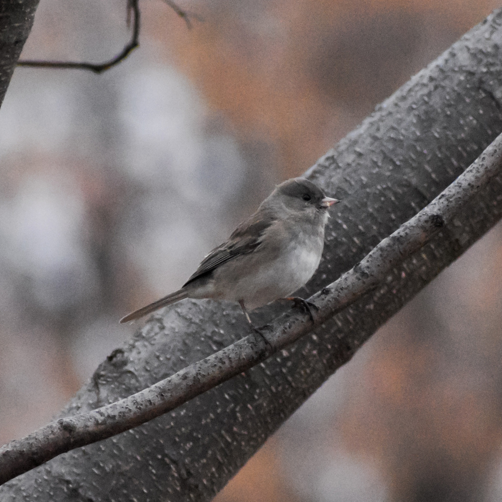 Dark-eyed Junco (cismontanus)