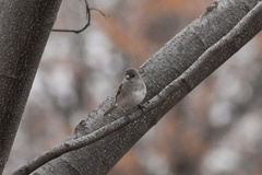 Junco hyemalis cismontanus