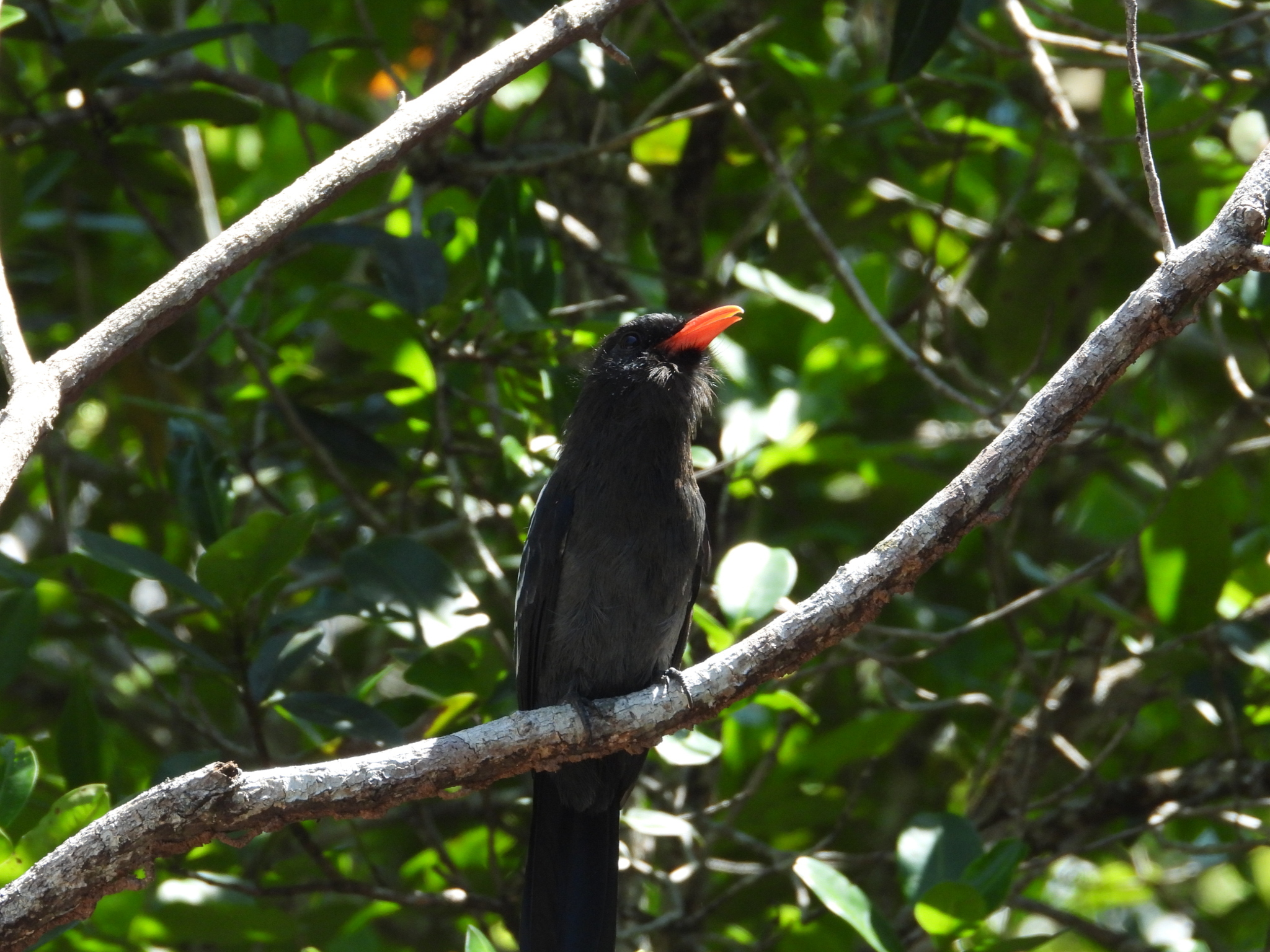 Black Nunbird (Monasa atra), photo 10