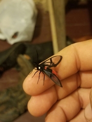 Aethria haemorrhoidalis