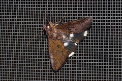 Ercheia dubia