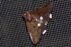 Ercheia dubia