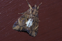 Ercheia dubia