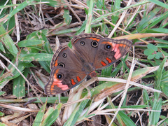 Junonia neildi varia