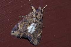 Ercheia dubia