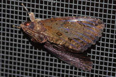 Ercheia dubia
