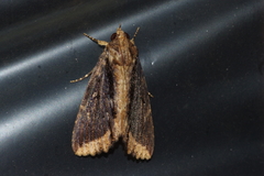 Ercheia dubia