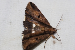 Ercheia dubia