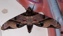 Amplypterus panopus