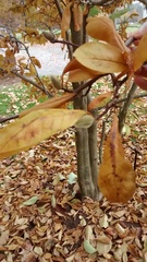 Magnolia loebneri