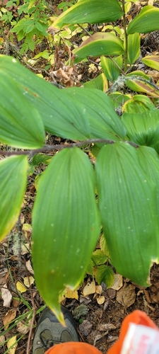 Solomon's plume