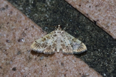 Lamprosema commixta