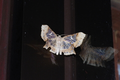 Krananda semihyalina