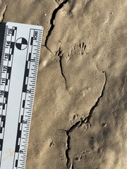 Perognathinae