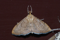 Hyalobathra illectalis