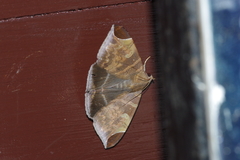 Pindara illibata