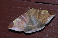 Pindara illibata