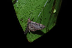 Gymnoscelis tristrigosa