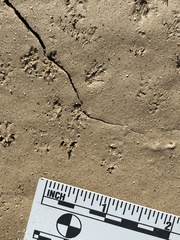 Perognathinae