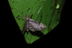 Gymnoscelis tristrigosa