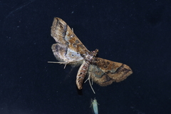 Hydriris ornatalis
