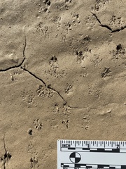 Perognathinae
