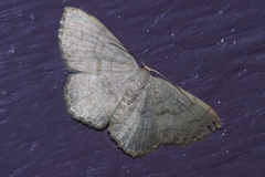 Scopula plumbearia