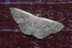 Scopula plumbearia