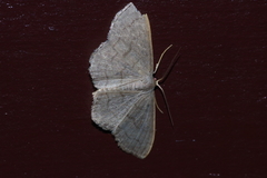 Scopula plumbearia
