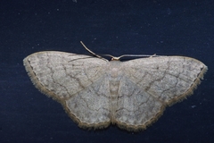 Scopula plumbearia
