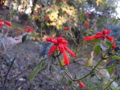 Salvia splendens