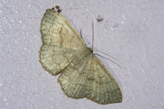 Scopula plumbearia