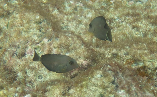 Acanthurus monroviae