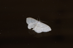 Scopula plumbearia