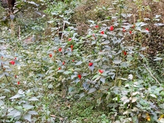 Malvaviscus penduliflorus