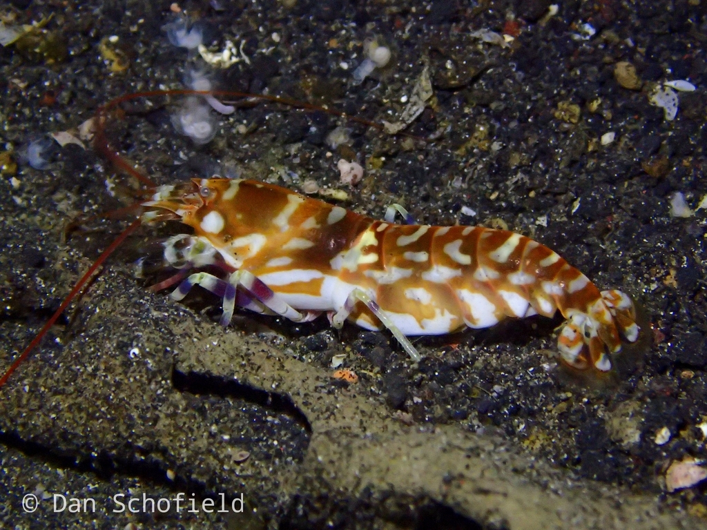 tiger pistol shrimp