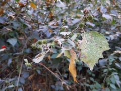Magnoliopsida