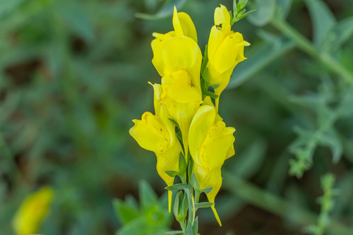 Linaria dalmatica (L.) Mill.