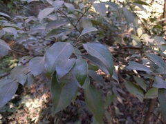 Cinnamomum camphora