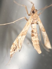 Lineodes interrupta