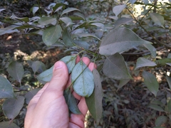 Cinnamomum camphora