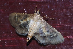 Cnaphalocrocis stereogona