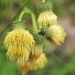 Yellow Thistle - Photo (c) HermannFalkner/sokol, some rights reserved (CC BY-NC-SA)