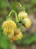 Yellow Thistle - Photo (c) HermannFalkner/sokol, some rights reserved (CC BY-NC-SA)