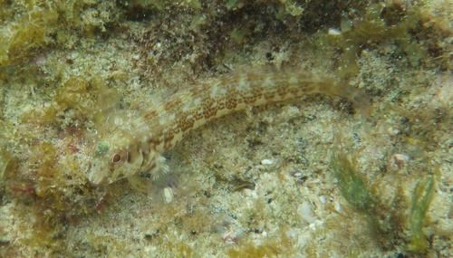 Parablennius salensis