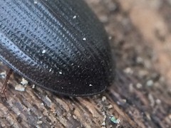 Tenebroides americanus